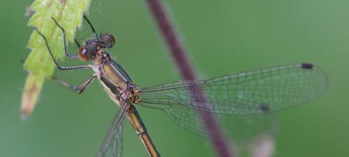 Lestes sponsa