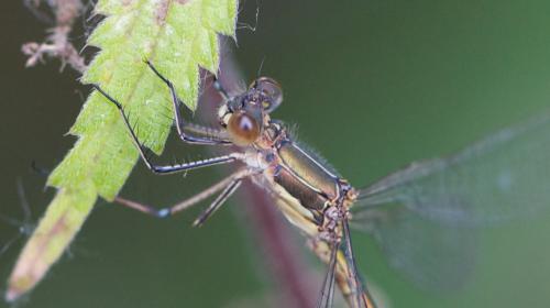 Lestes sponsa