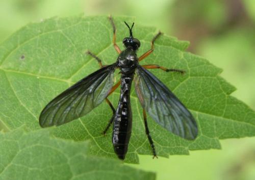 Dioctria oelandica
