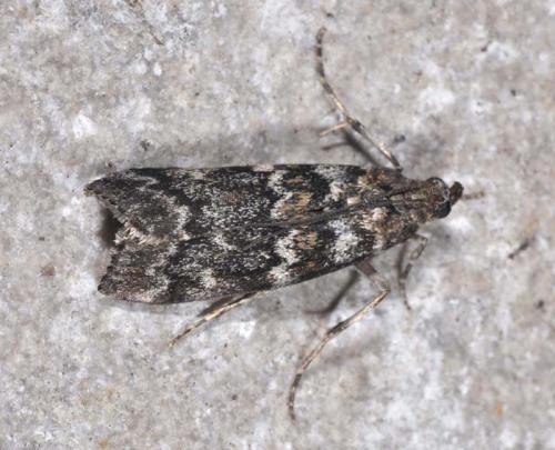 Réf. 106 694 : Dioryctria abietella