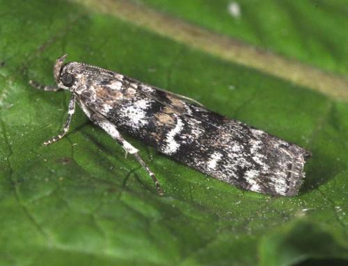 Dioryctria abietella