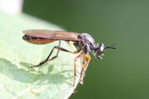 Dioctria hyalipennis