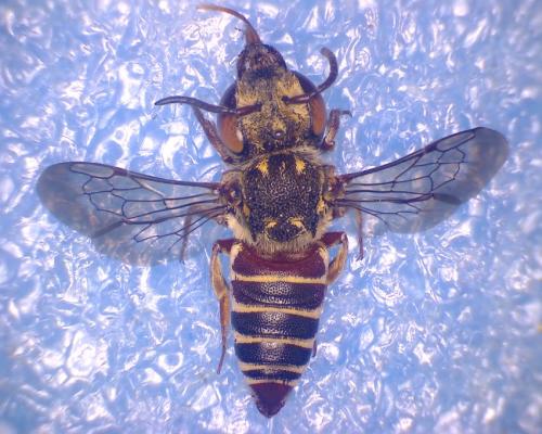 Coelioxys haemorrhoa