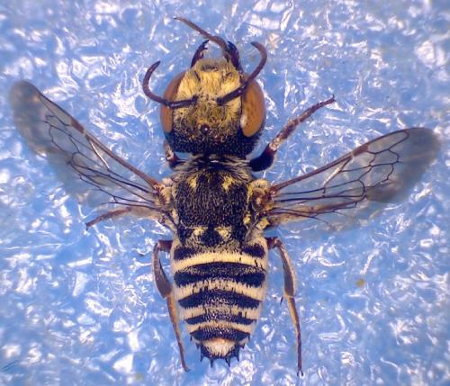 Coelioxys haemorrhoa