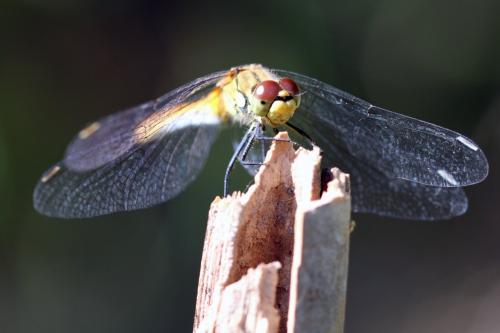 Sympetrum sanguineum
