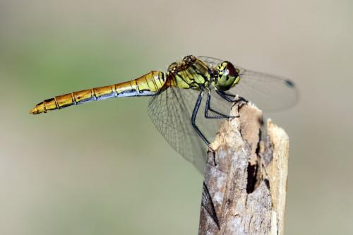 Réf. 106 955 : Sympetrum sanguineum
