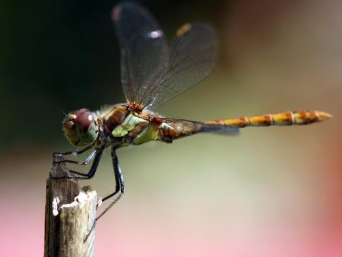 Sympetrum striolatum