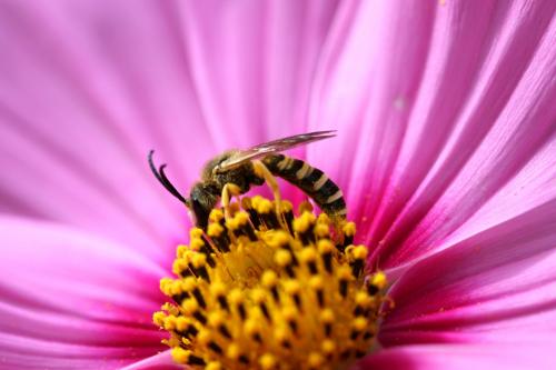 Halictus scabiosae