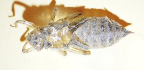 Orthetrum cancellatum