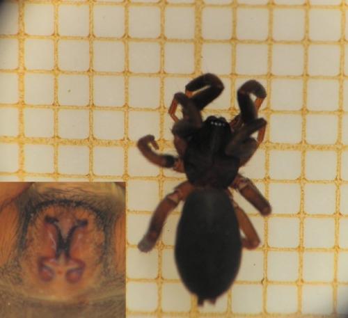 Drassyllus villicus