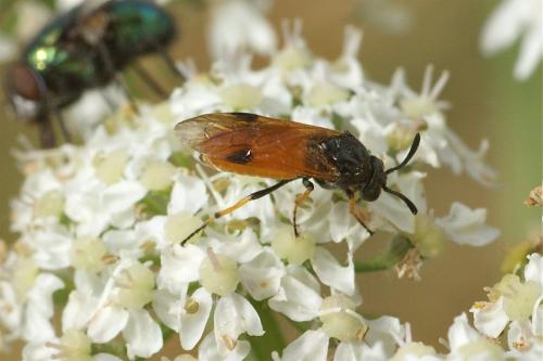 Arge melanochra