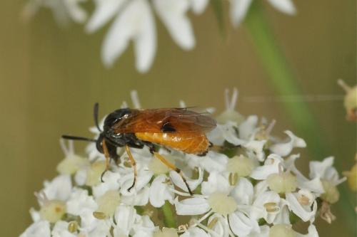 Arge melanochra