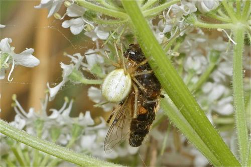 Réf. 106 898 : Enoplognatha sp.