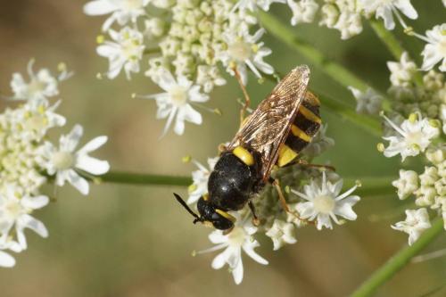 Stratiomys potamida