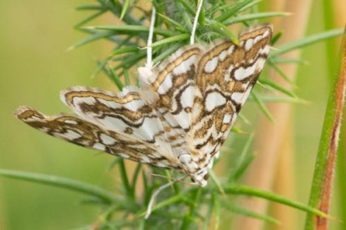 Réf. 106 706 : Elophila nymphaeata