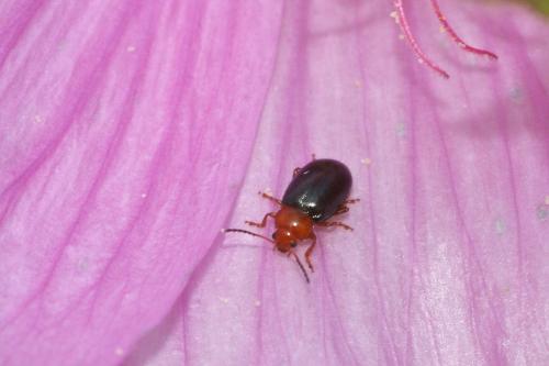 Réf. 106 682 : Podagrica sp.