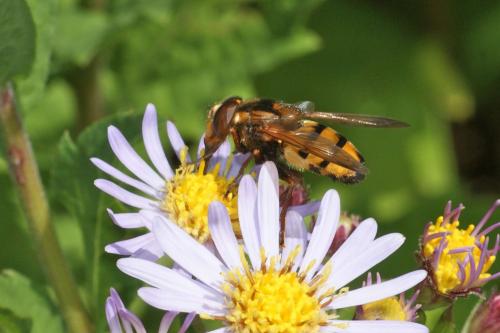 Réf. 106 681 : Volucella inanis