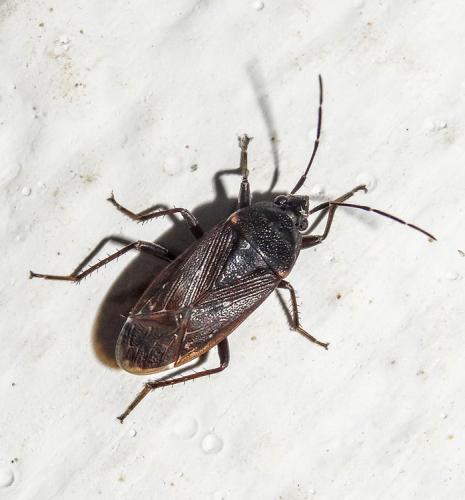 Réf. 106 523 : Lethaeus sp.