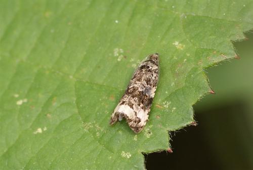 Endothenia sp.