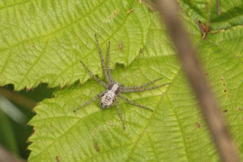 Philodromus sp.