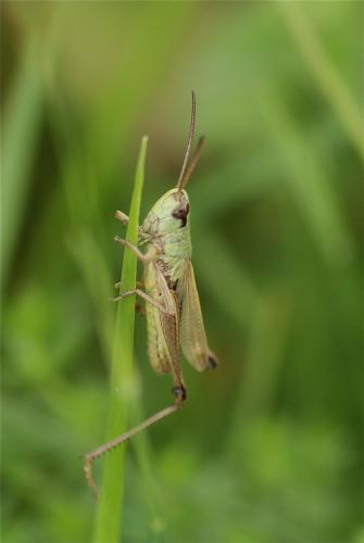 Réf. 106 712 : Pseudochorthippus parallelus