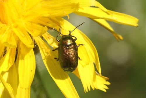 Cryptocephalus sp.