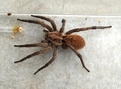 Hogna radiata