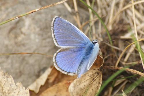 Polyommatus icarus