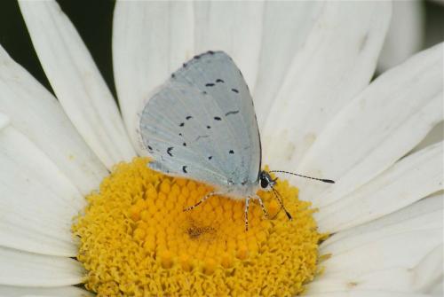 Celastrina argiolus
