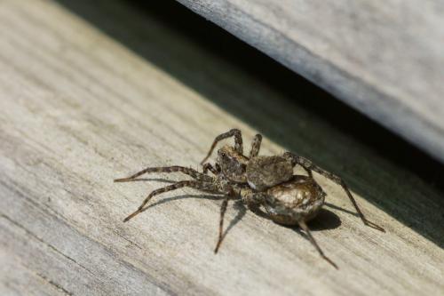 Pardosa sp.
