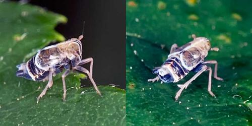 Dicranotropis hamata