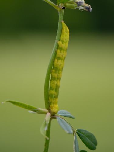 Réf. 106 050 : Aporophyla lueneburgensis