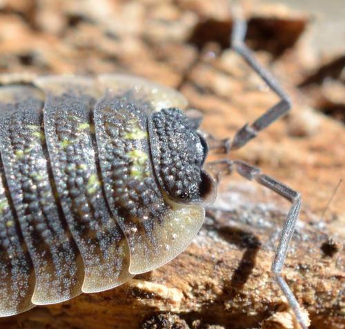 Réf. 106 569 : Porcellio spinicornis