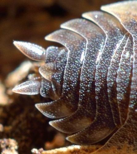 Réf. 106 598 : Porcellio spinicornis