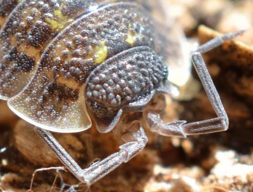Réf. 106 570 : Porcellio spinicornis
