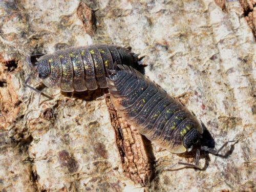 Réf. 106 568 : Porcellio spinicornis