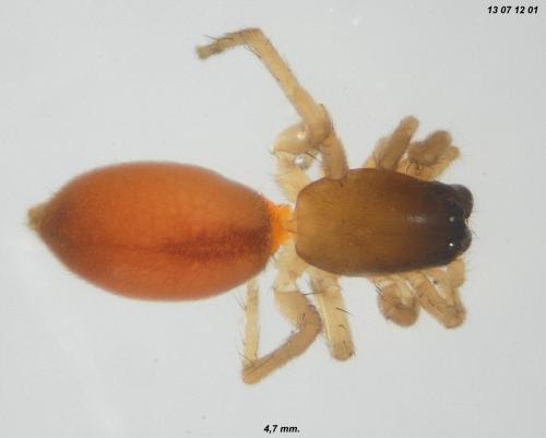 Réf. 106 194 : Clubiona subtilis