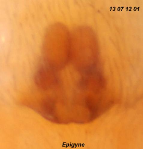 Réf. 106 195 : Clubiona subtilis