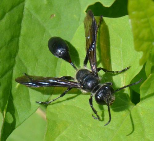 Isodontia mexicana