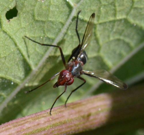 Réf. 106 458 : Cephalia rufipes