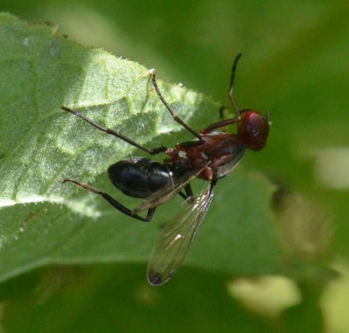Réf. 106 459 : Cephalia rufipes