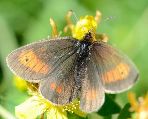 Erebia mnestra