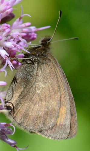 Erebia mnestra