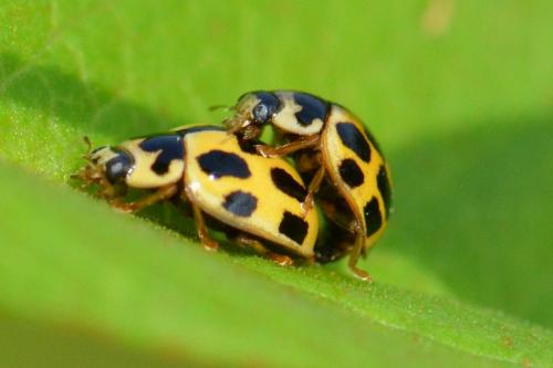 Réf. 106 110 : Propylea quatuordecimpunctata