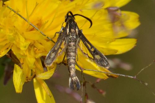 Chamaesphecia sp.