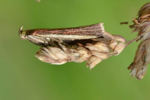 Oncocera semirubella