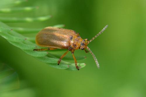 Réf. 106 117 : Galerucella sp.