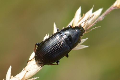 Amara sp.