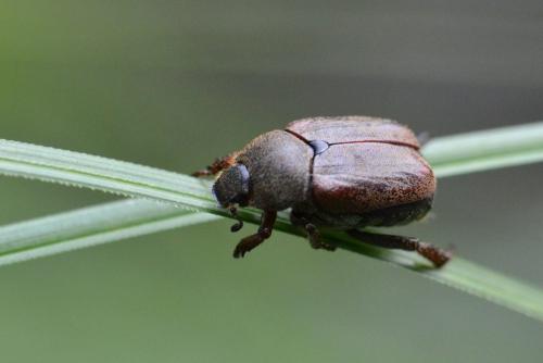 Hoplia sp.