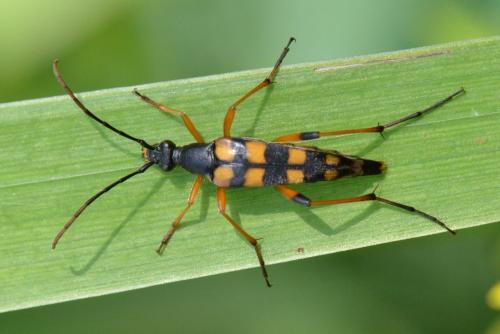 Strangalia attenuata